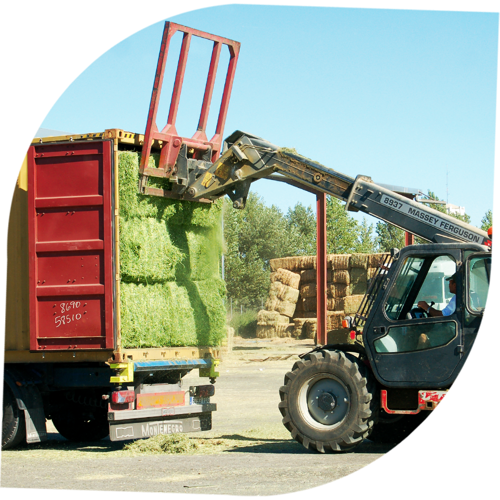 alfeed truck and alfalfa